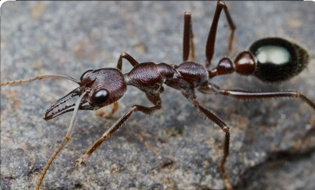 Myrmecia forficata : fourmilière XXL d’Australie pour éleveurs passionnés
