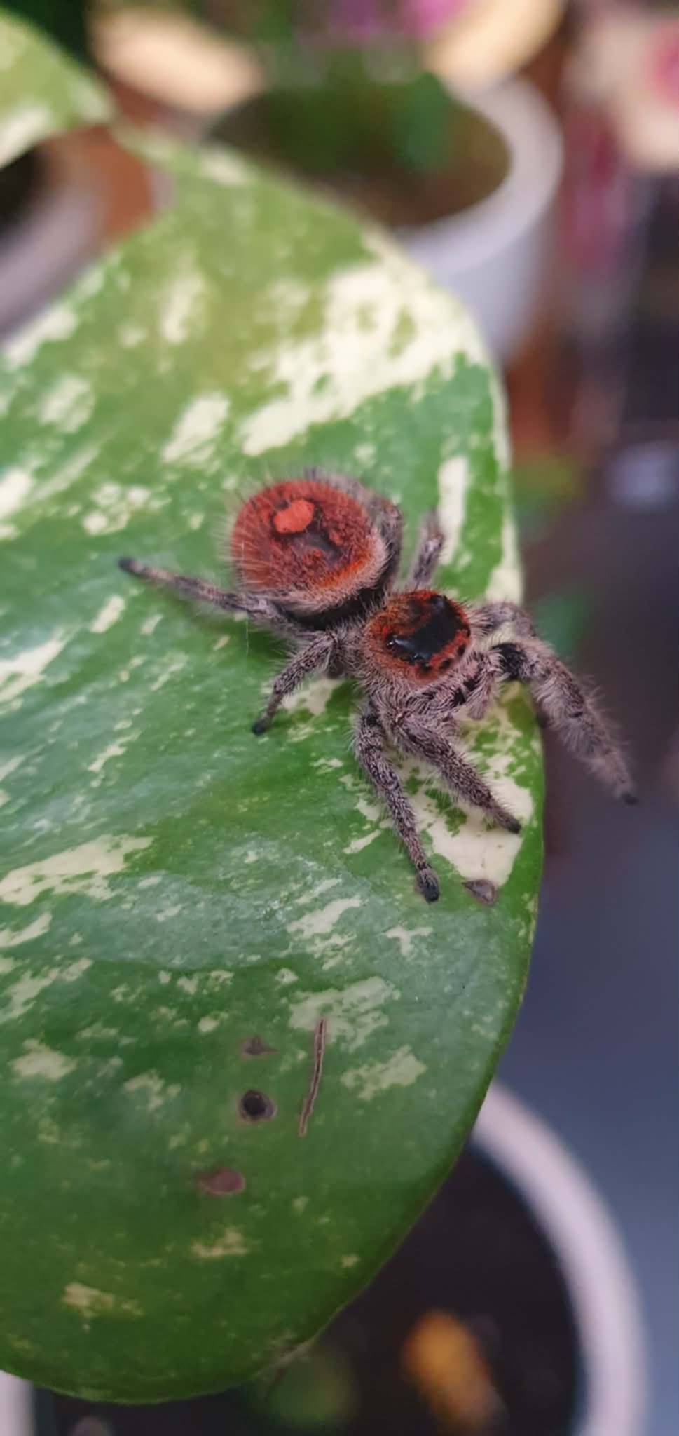 PHIDIPPUS AVENTURA