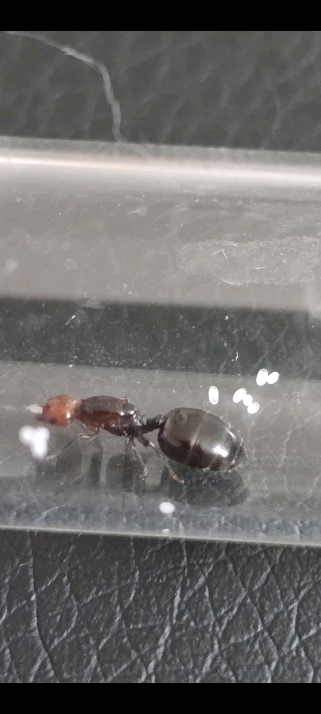 Crematogaster scutellaris : élever une colonie de fourmis acrobates dynamiques