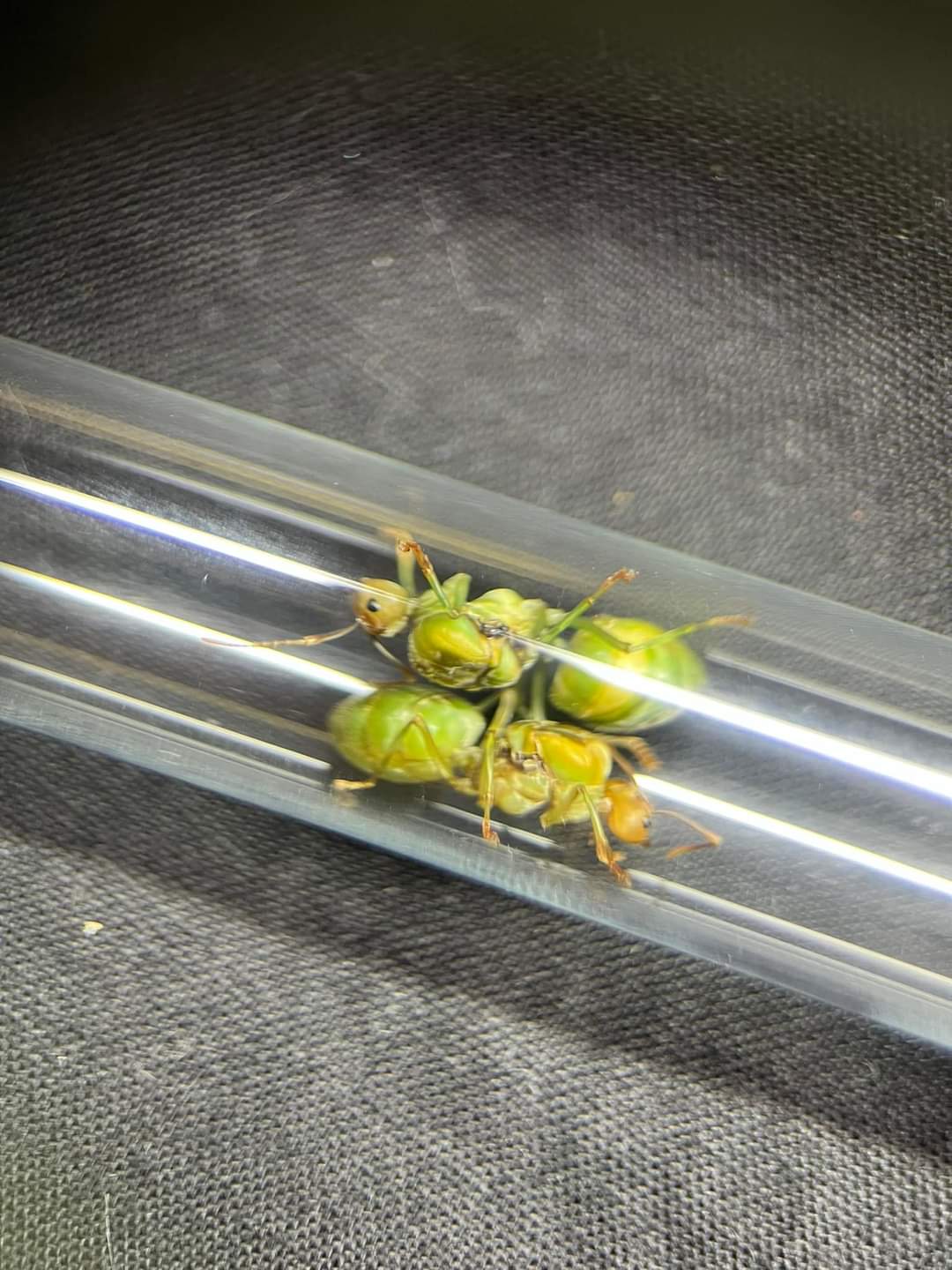 Espèce fourmi facile à élever : Lasius et Messor pour débuter