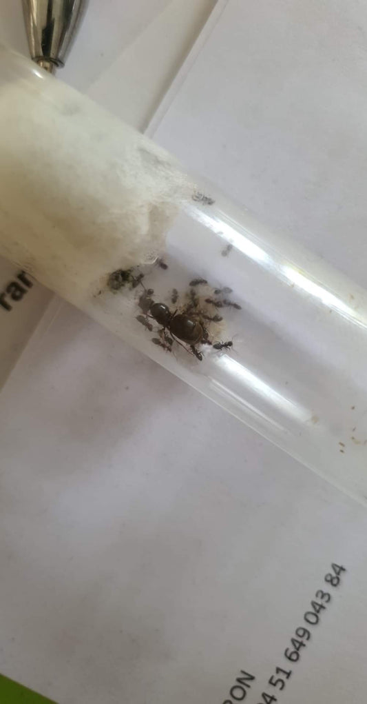 Hibernation des fourmis : comprendre la diapause en hiver
