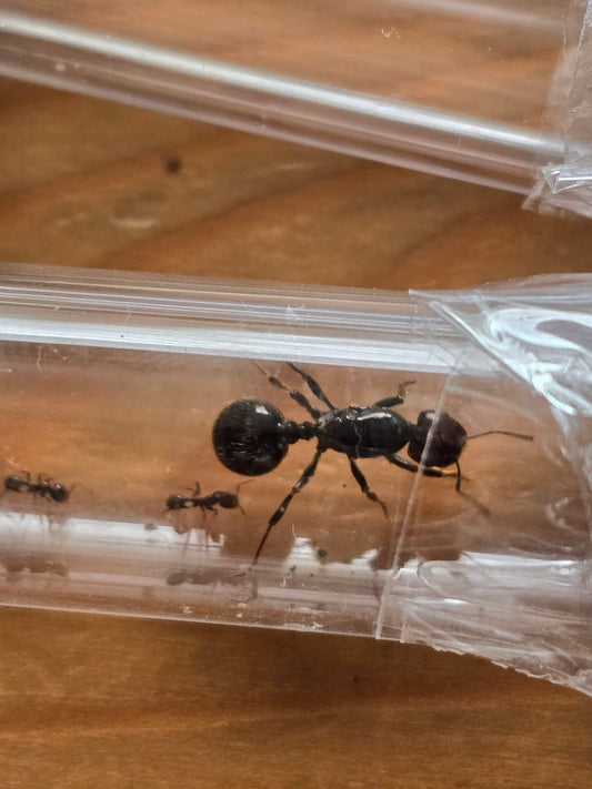 Guide complet : comment maintenir une colonie de fourmis en vie