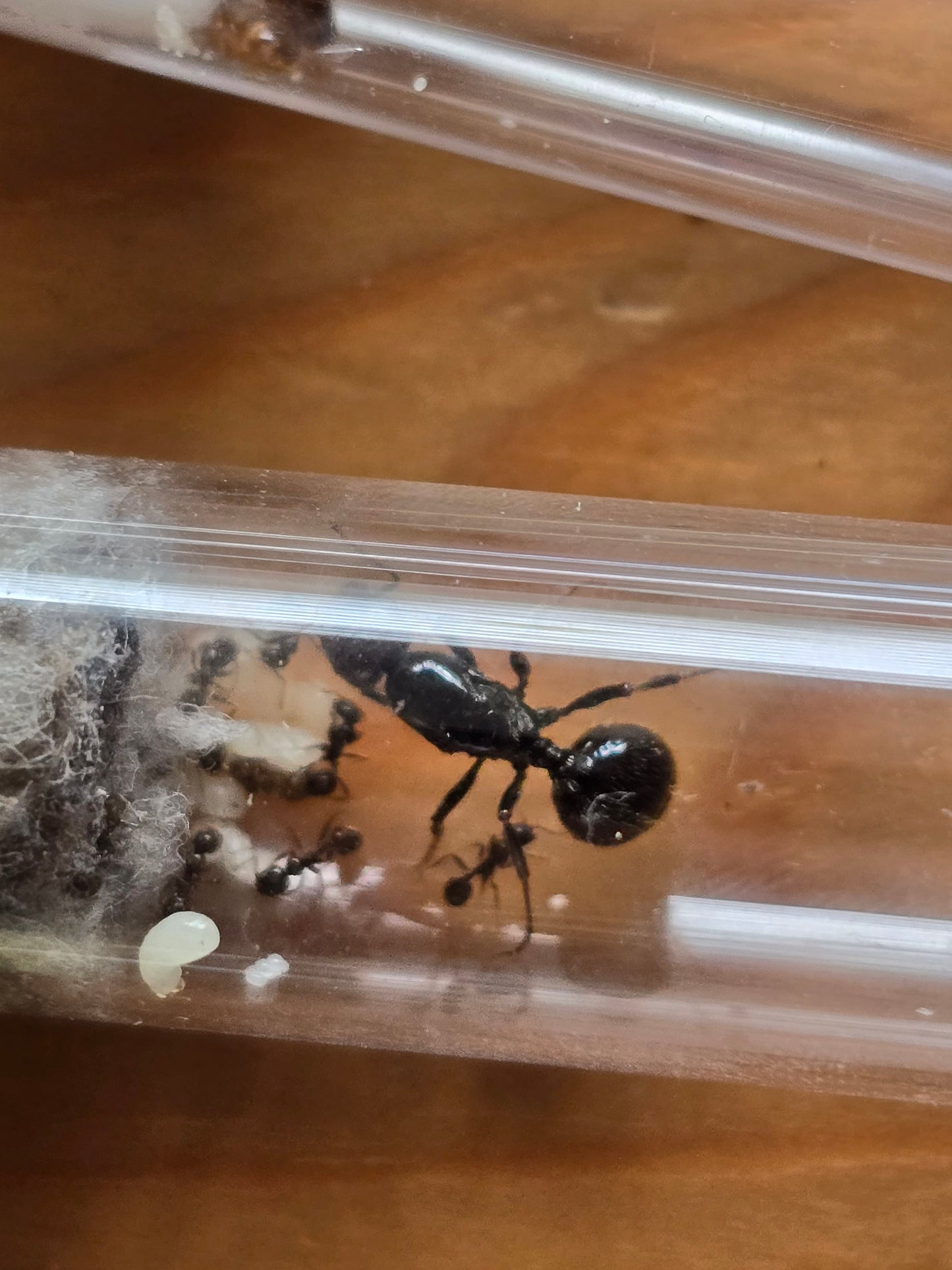 Messor barbarus : colonie clé en main pour débuter un élevage de fourmi passionnant