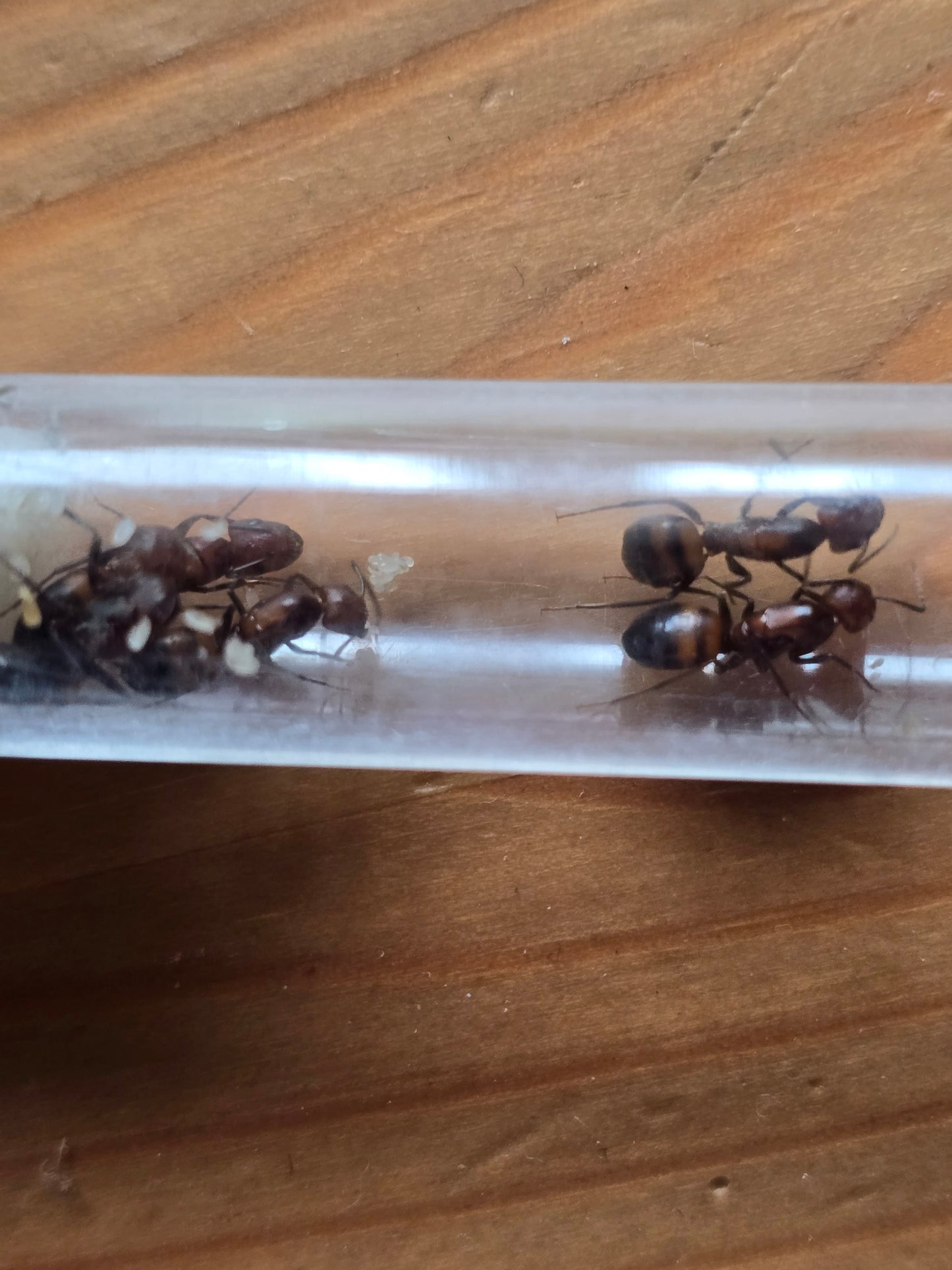 Camponotus nicobarensis : fourmilière rapide et facile pour débuter ou agrandir sa colonie