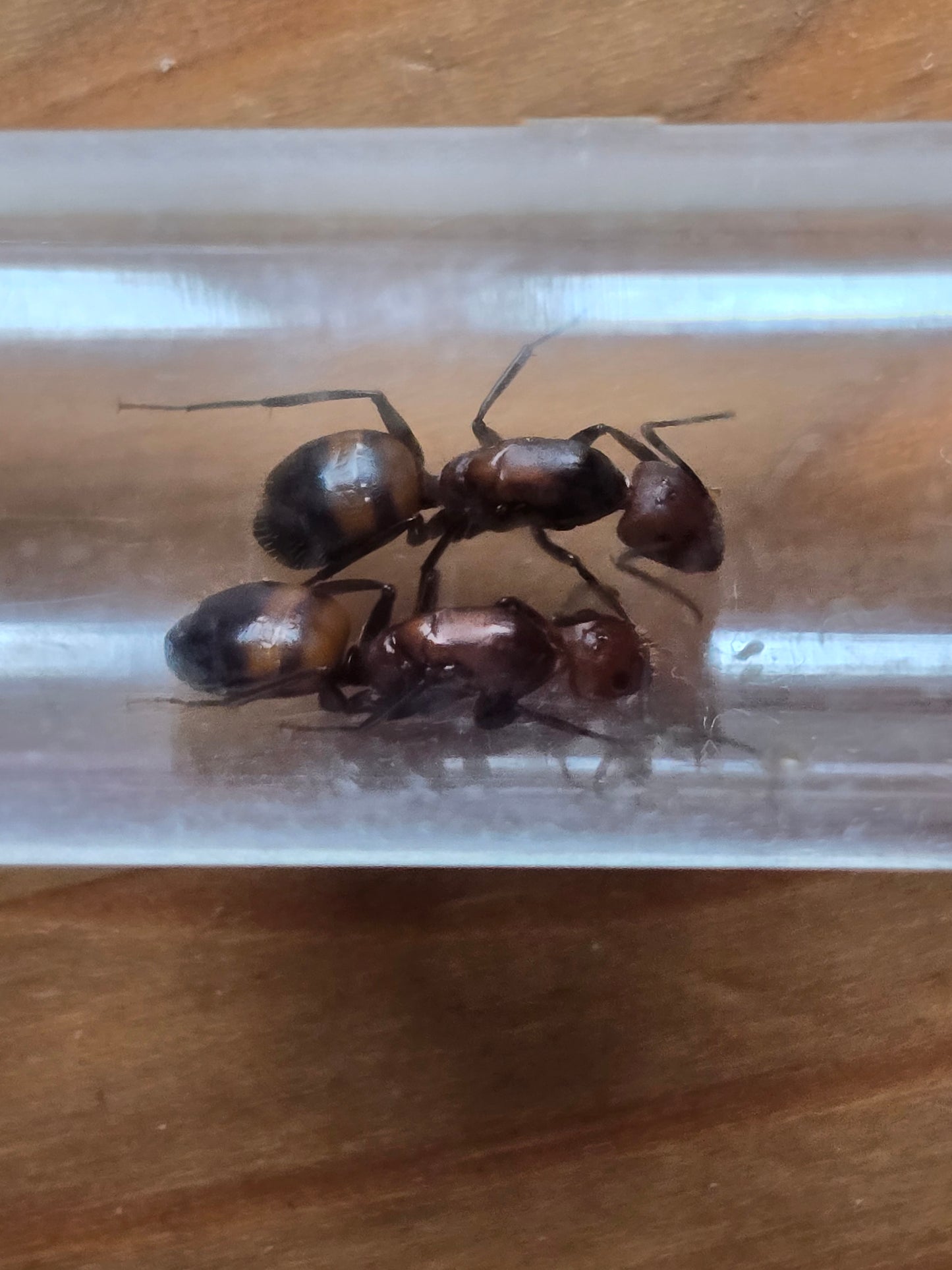 Camponotus nicobarensis : fourmilière rapide et facile pour débuter ou agrandir sa colonie