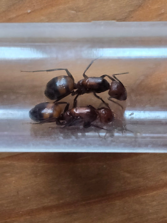 Camponotus nicobarensis : fourmilière rapide et facile pour débuter ou agrandir sa colonie