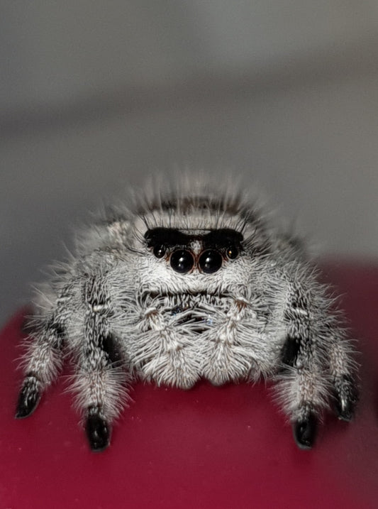 Phidippus regius Bahamas : l’araignée sauteuse expressive idéale pour un élevage réussi