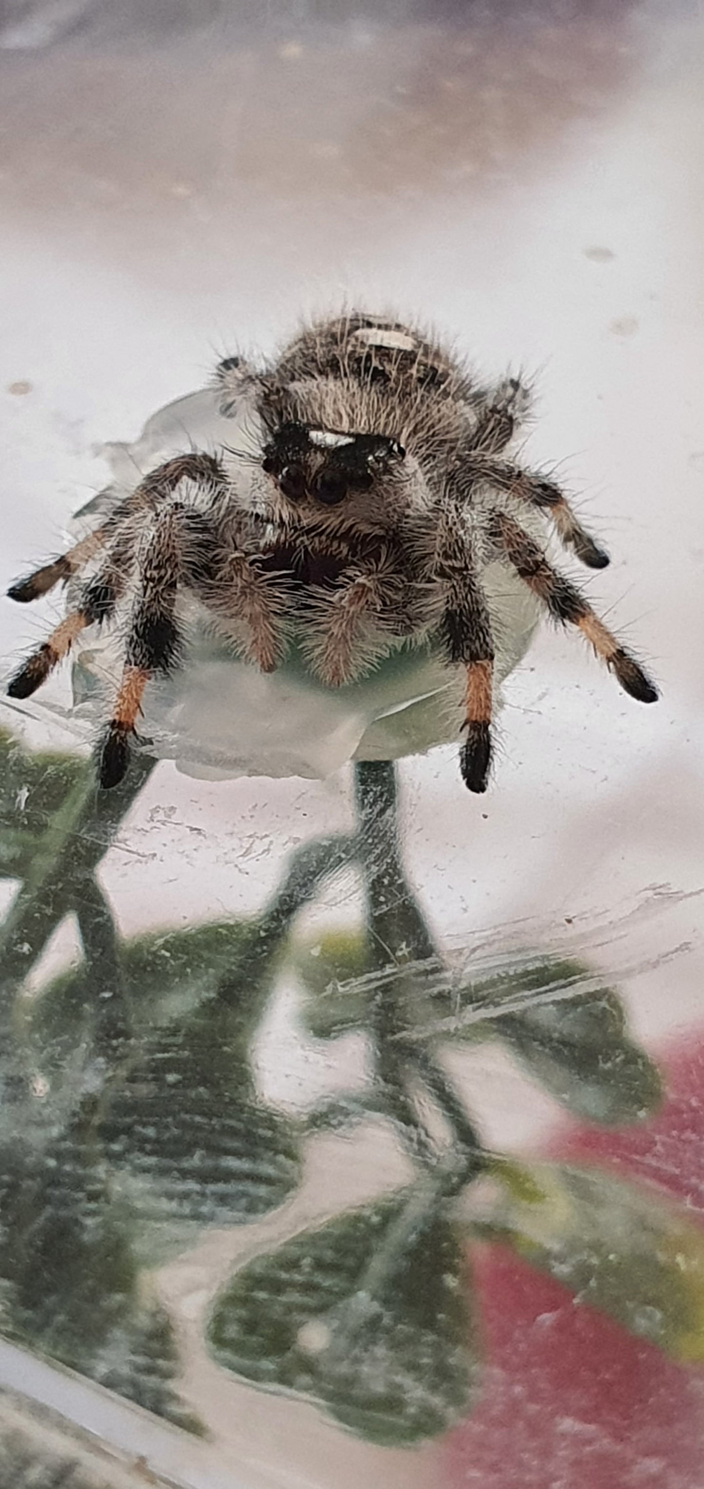 Phidippus regius Bahamas : l’araignée sauteuse expressive idéale pour un élevage réussi