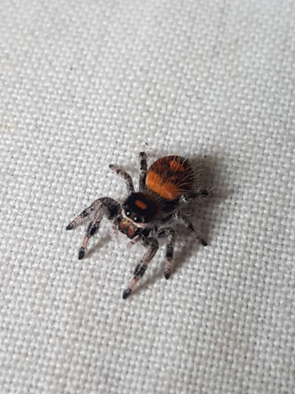 PHIDIPPUS AVENTURA