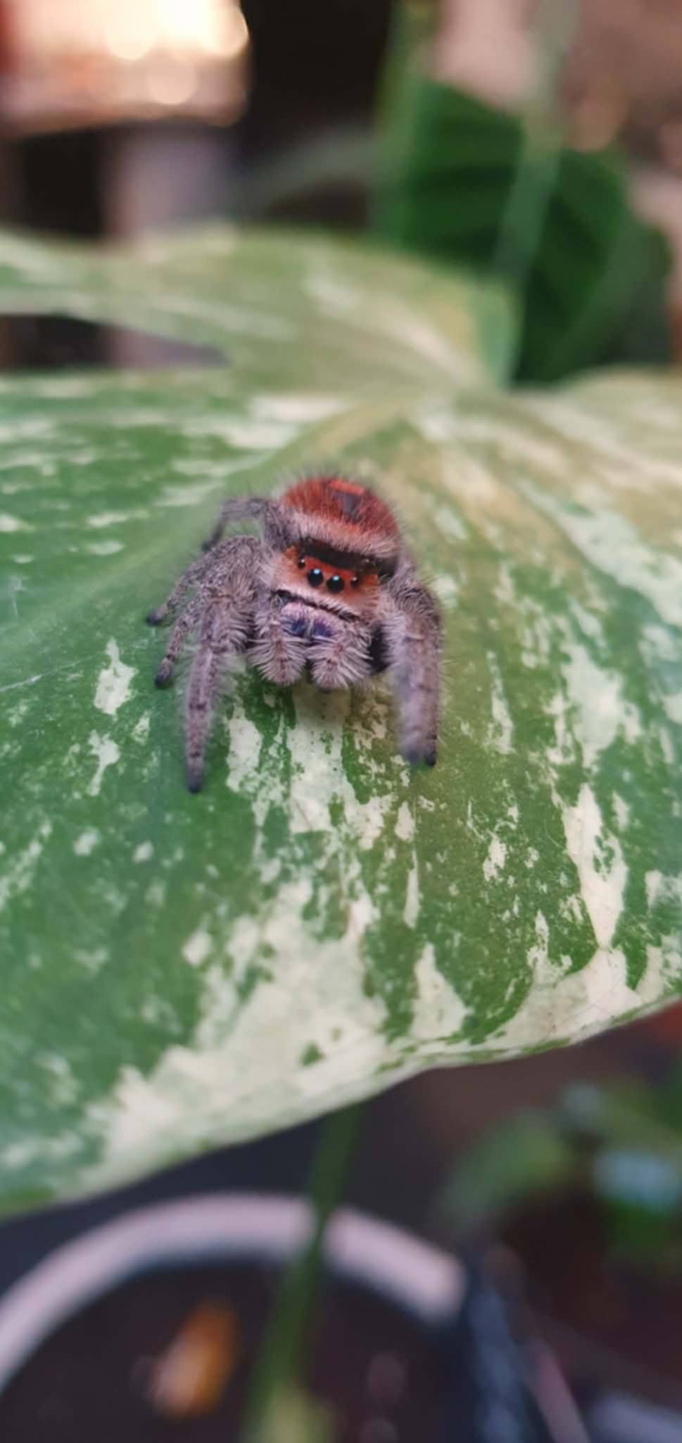 PHIDIPPUS AVENTURA