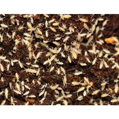 Collemboles (Collembola)