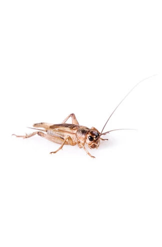 Grillons domestiques (Acheta domestica)