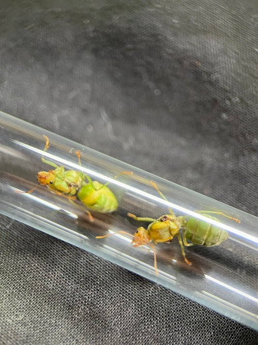 Deux fourmis vertes (Oecophylla smaragdina) dans un tube transparent, montrant leur thorax et abdomen lumineux et leurs antennes orange.
