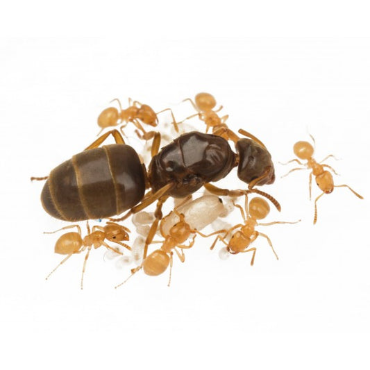 Lasius flavus – Colonie monogyne de fourmi jaune idéale pour débuter l’élevage